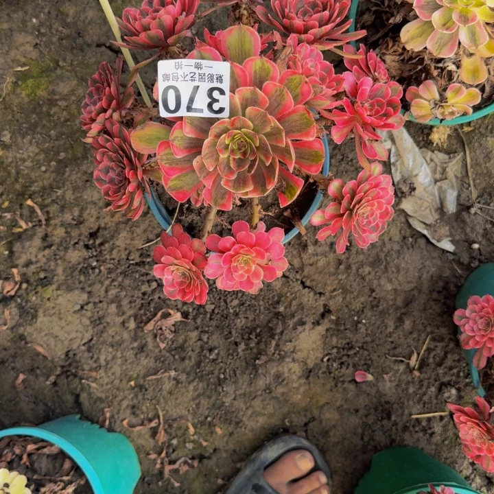 白月光花25-18包邮花花