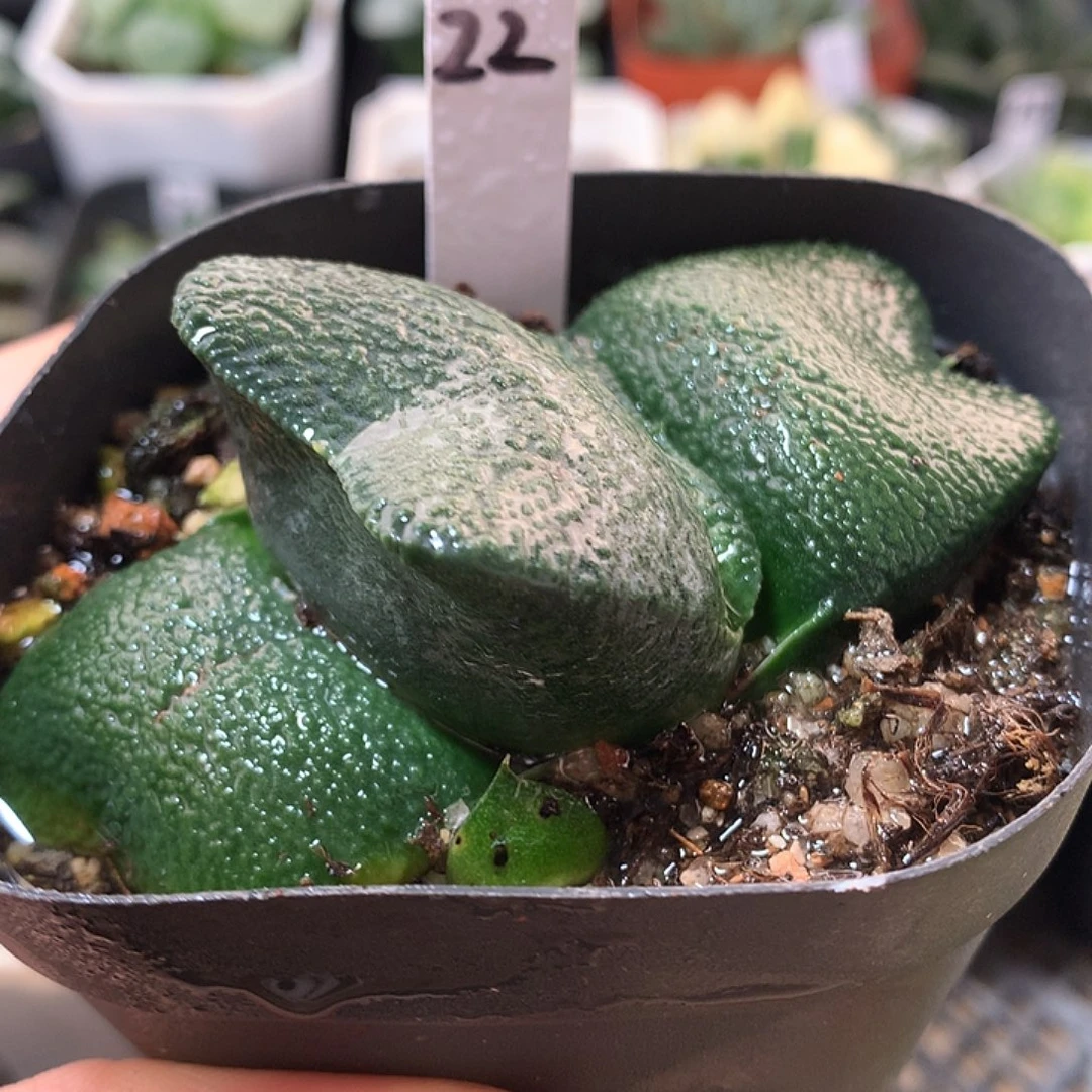 22号蝴蝶卧牛一物一拍