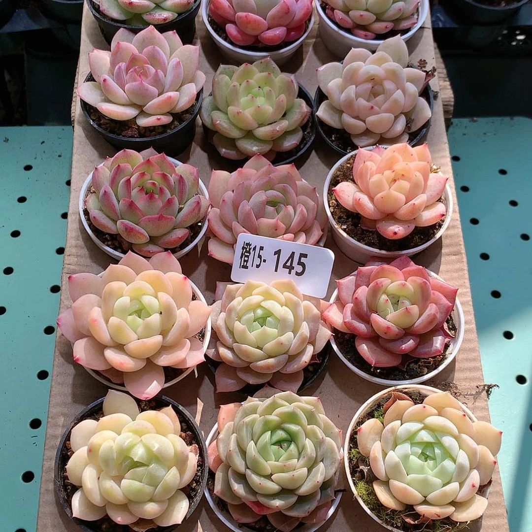 15-145一物一拍带盆18颗