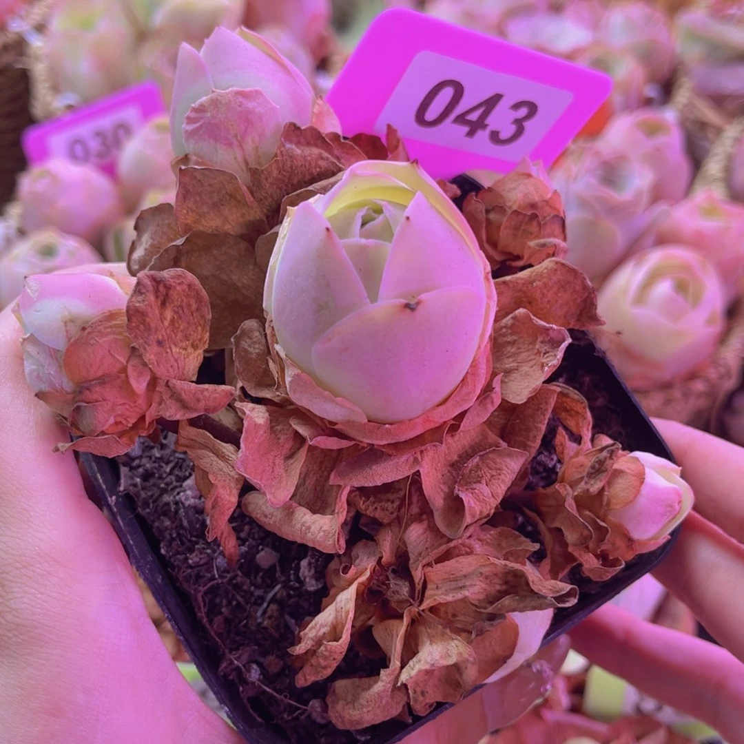 单品水蜜桃一物一拍043