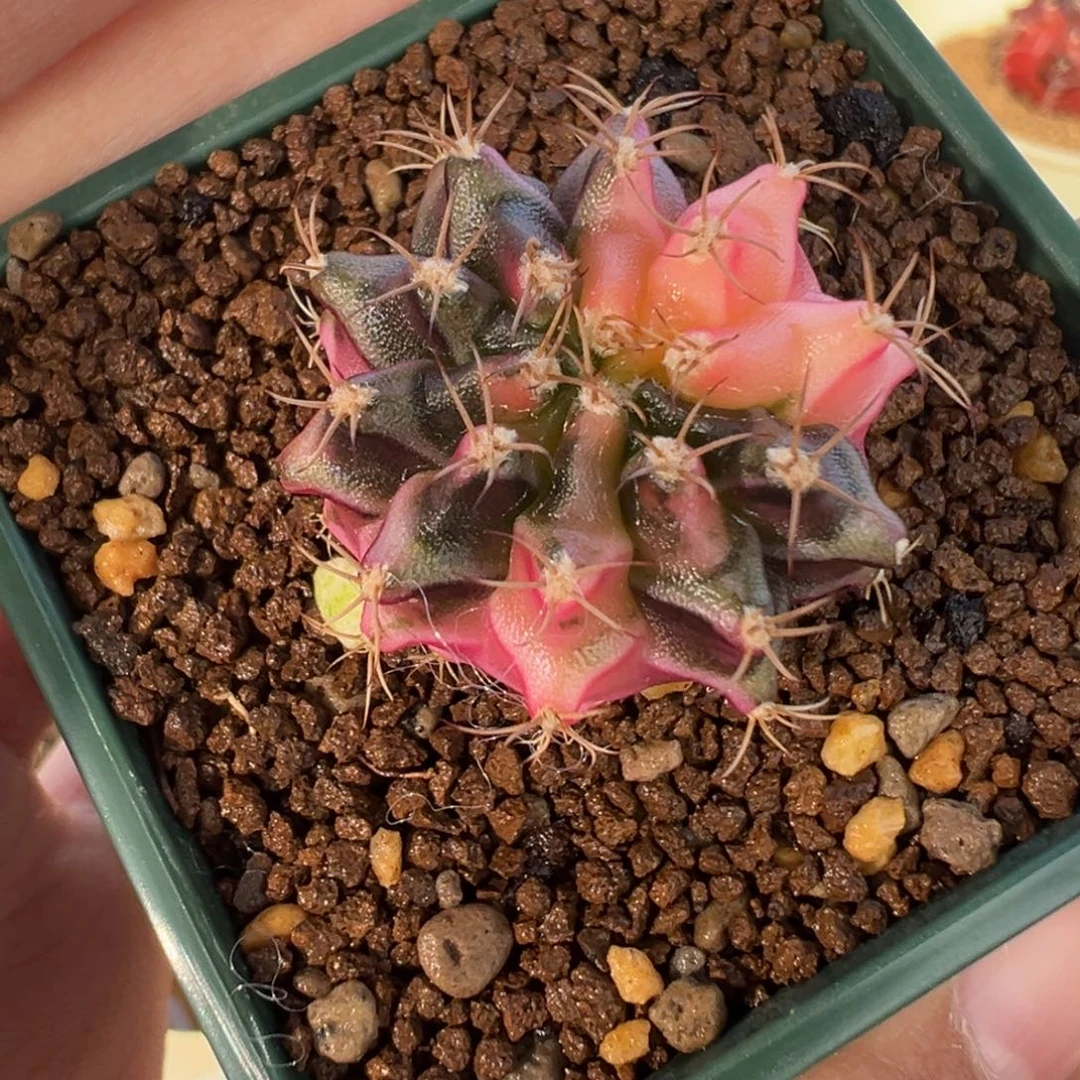 61 好看的米哈冲冲冲冲