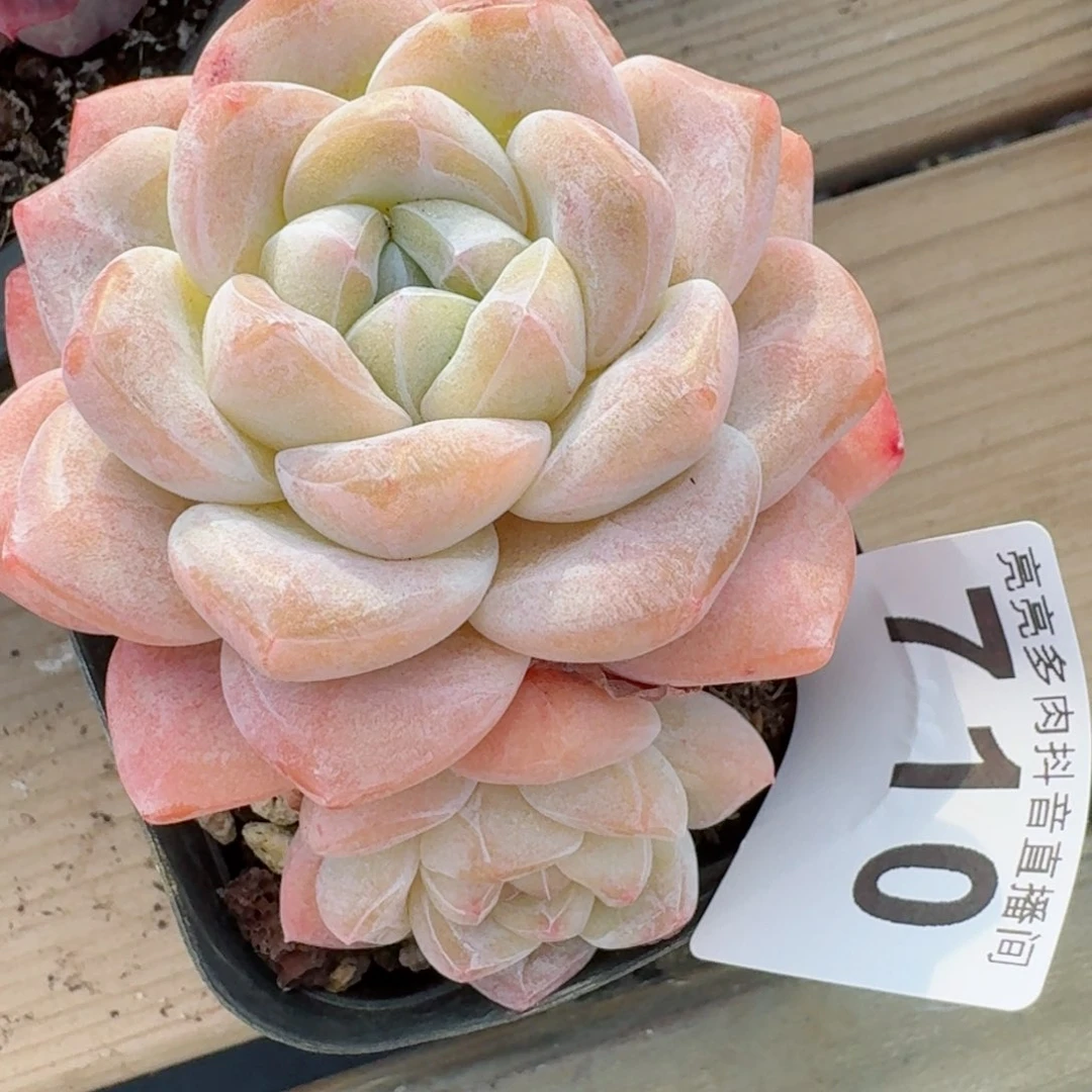 福利         精品多肉