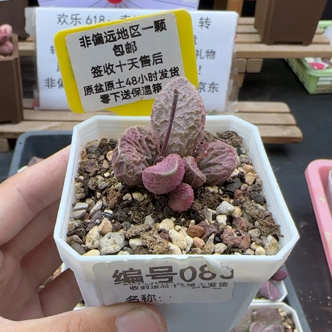085大鱼海棠多肉