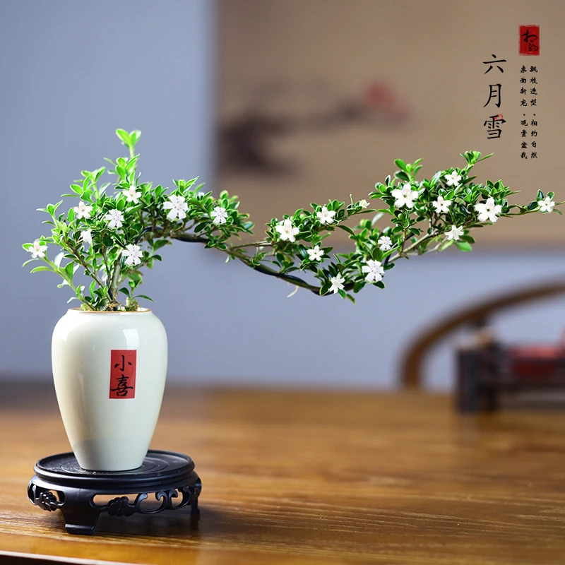 造型六月雪盆景飘枝悬崖室内小盆栽植物办公茶室桌面观赏摆件好养