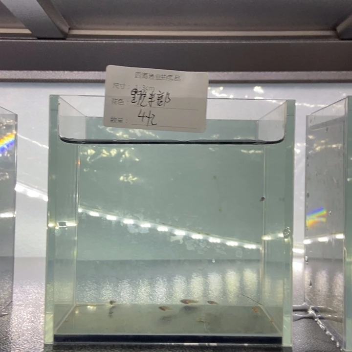 斗鱼包活不包损所见即所得295