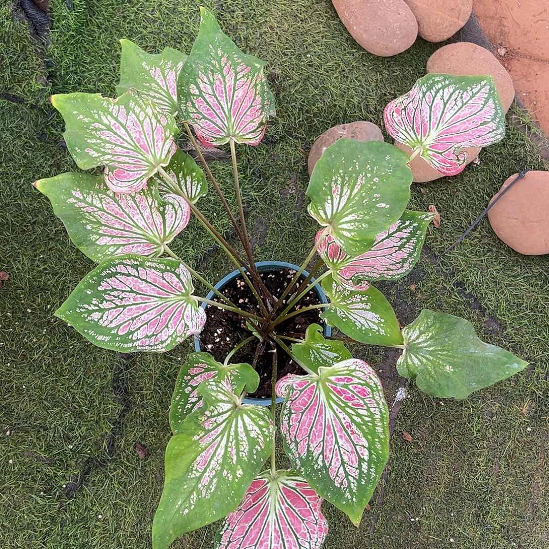 无花朵粉色和声彩叶芋9