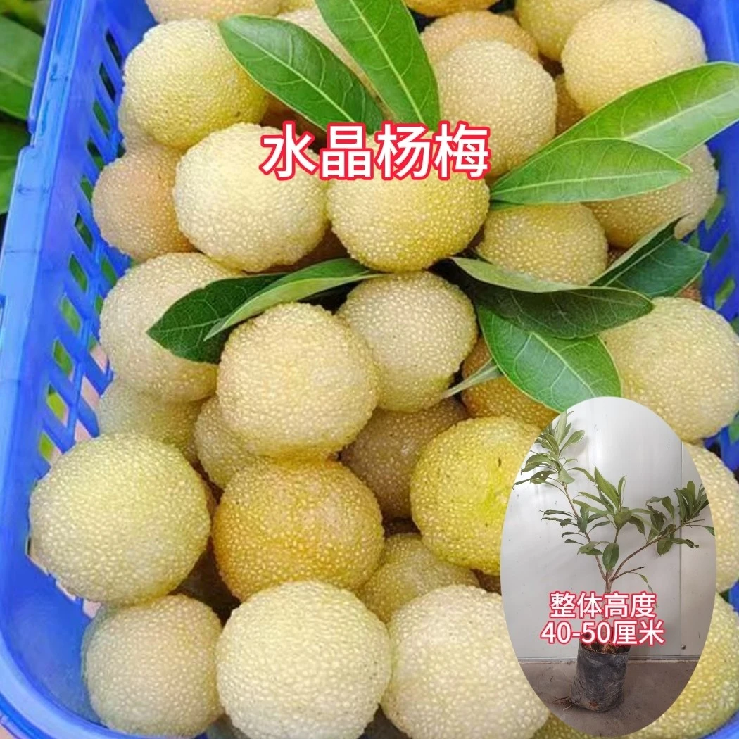 （带土带叶）嫁接水晶杨梅黑炭杨梅树苗南北方种植盆栽地栽