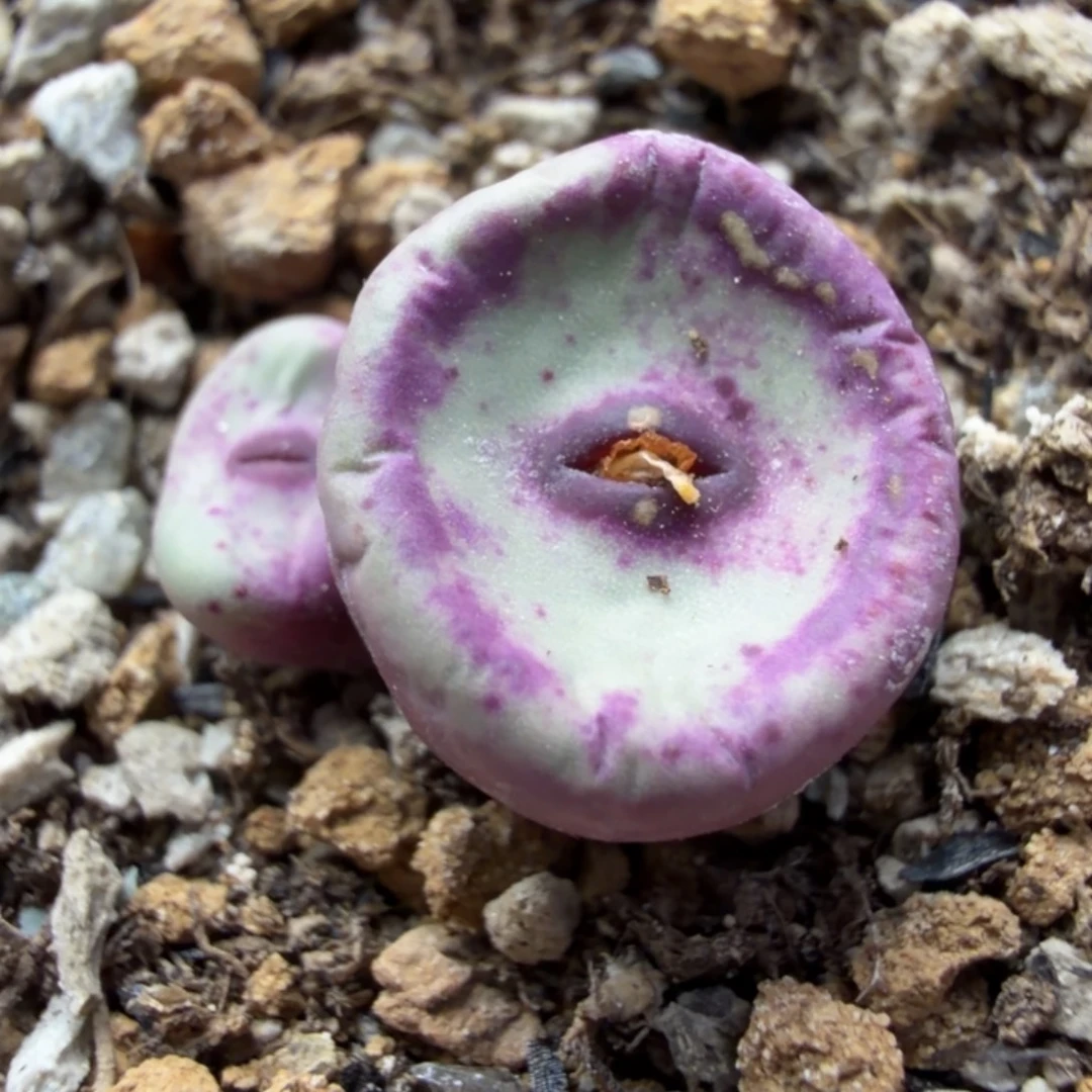 427嘴一颗母本367号