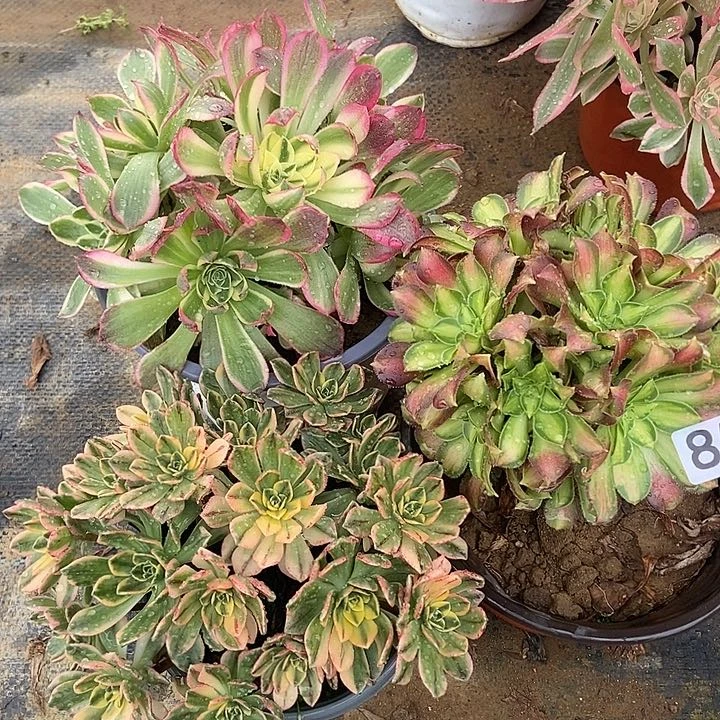 海仙韶华甜茶854多肉不包断