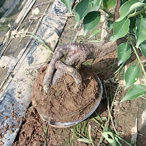 银***地完全开放梅花盆景原色发货