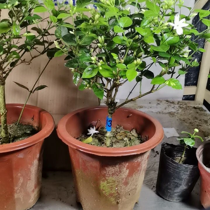 大部分花苞少量开放神***奇