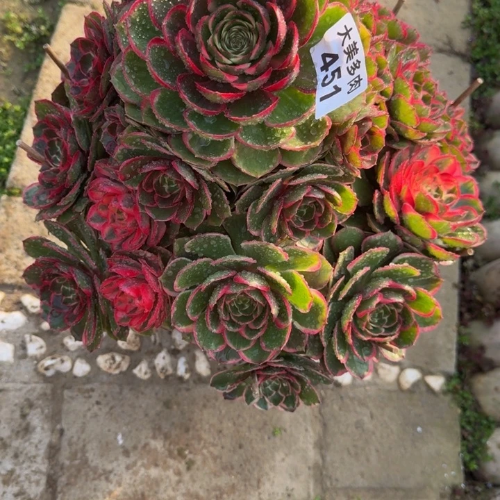 ❤️****粉花妖福利451肉肉