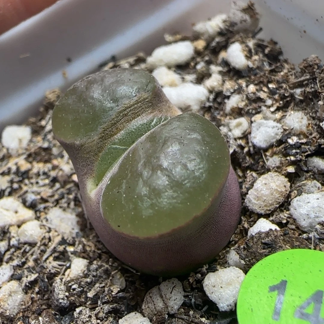 磁铁漂亮多肉植物141