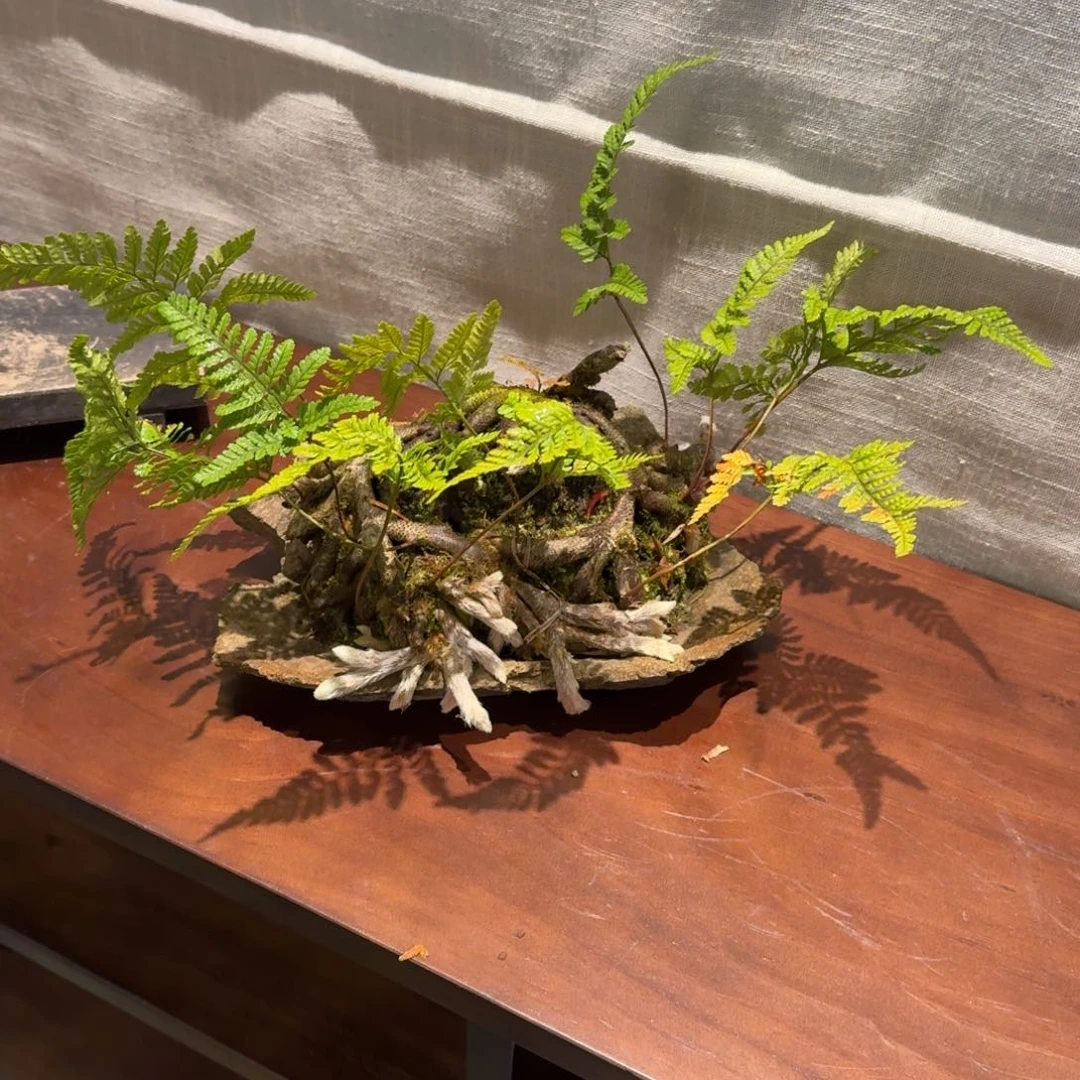 ·****全部花朵猫爪日本鞍马石