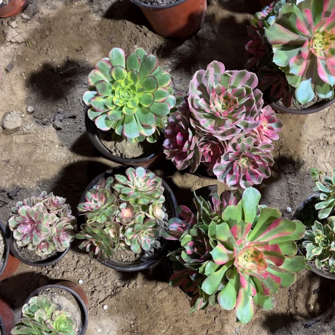 香妃奶白粉女巫倾城组合19.8