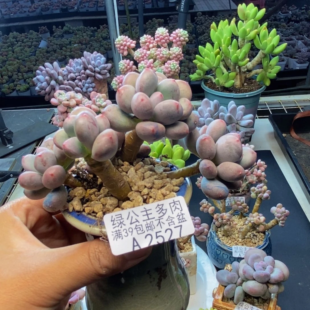 527仙子奶多肉8c m