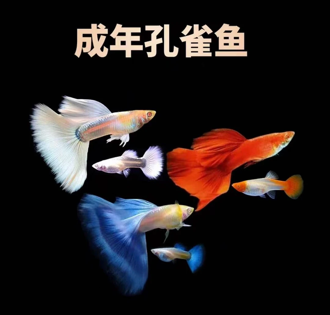 【自行备注套餐】8条+2条备损孔雀鱼5个品种好看好养新手易繁殖鱼