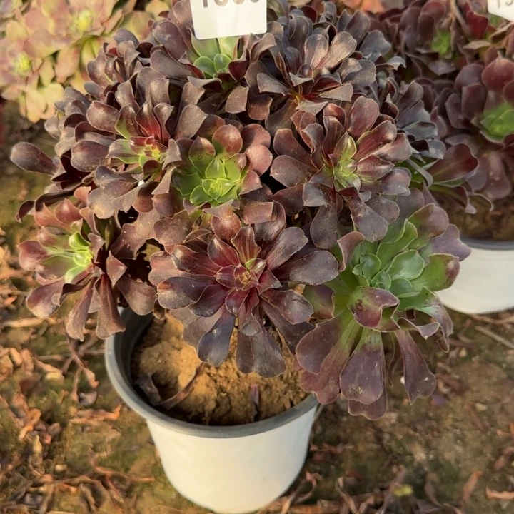 1308 欧若啦清棚处理不包断枝