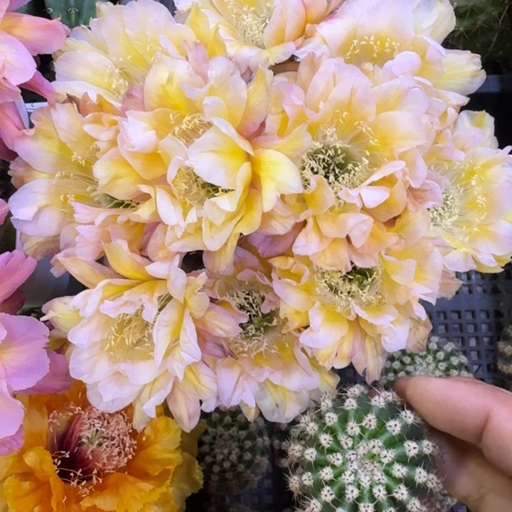 203彩草依然歪4公分左右无根侧牙，20包邮