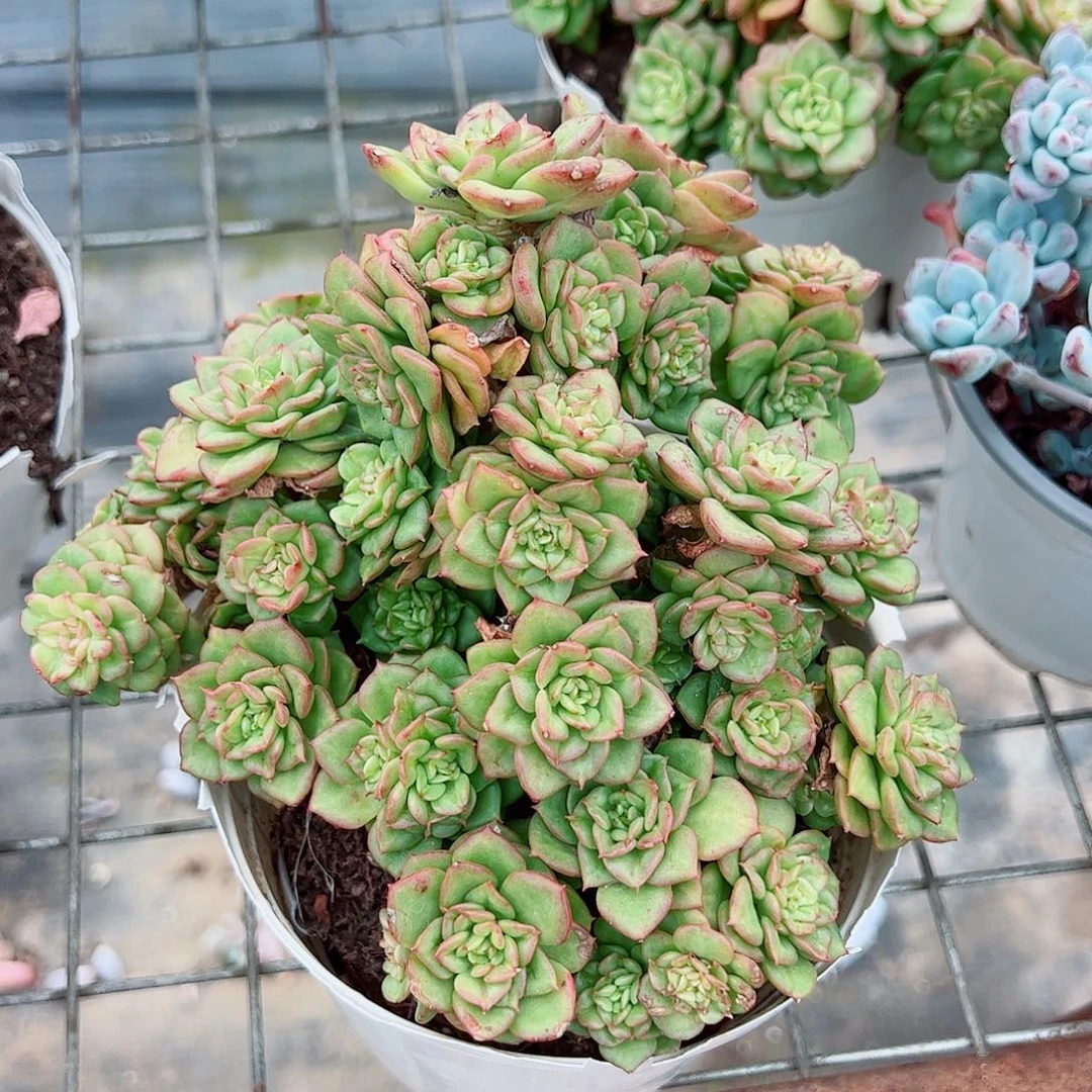 黄金蜡牡丹多头大盆群老桩特价