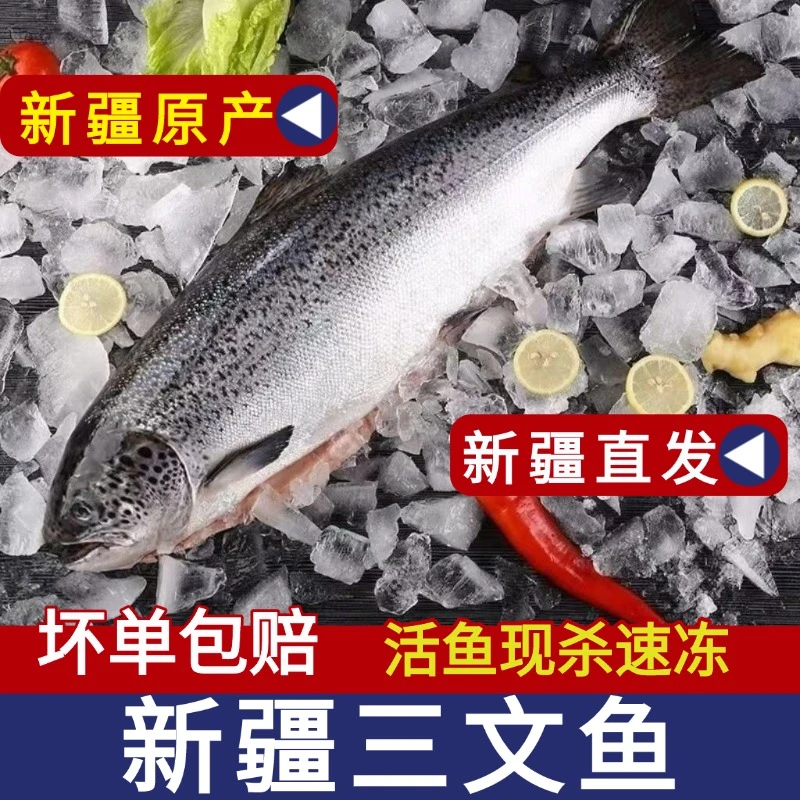 新疆三文鱼空运到家整条装虹鳟鱼刺身生片寿司料理即食新疆海鲜