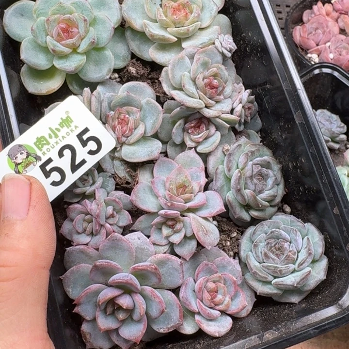 香***吖多肉植物多肉植物