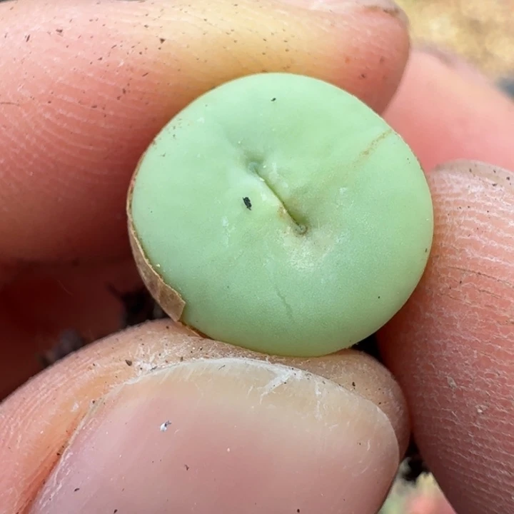 697小红嘴89999999