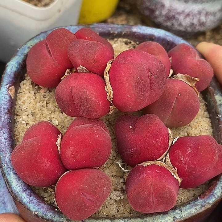 23528三头超级绒红桃一颗