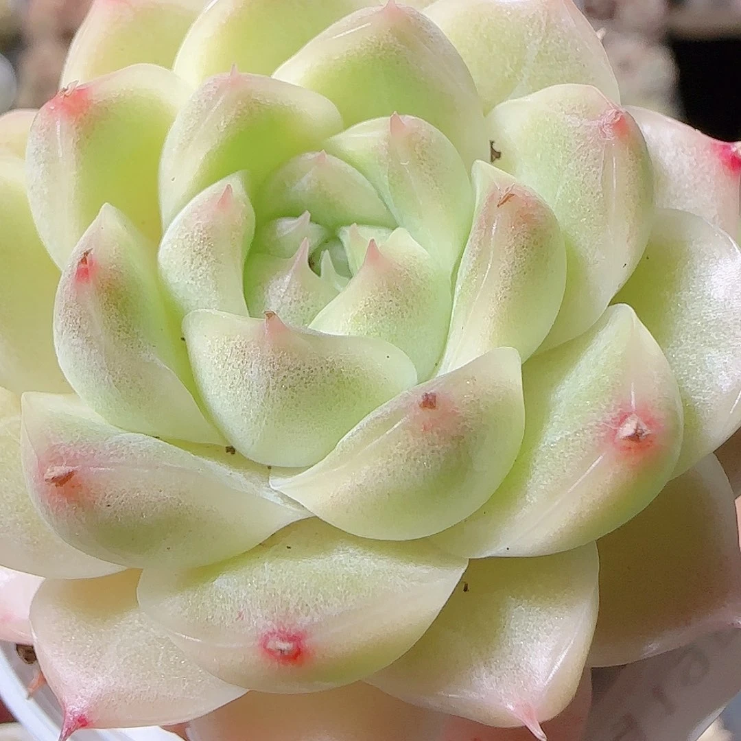 花语逸镜1119-82包子