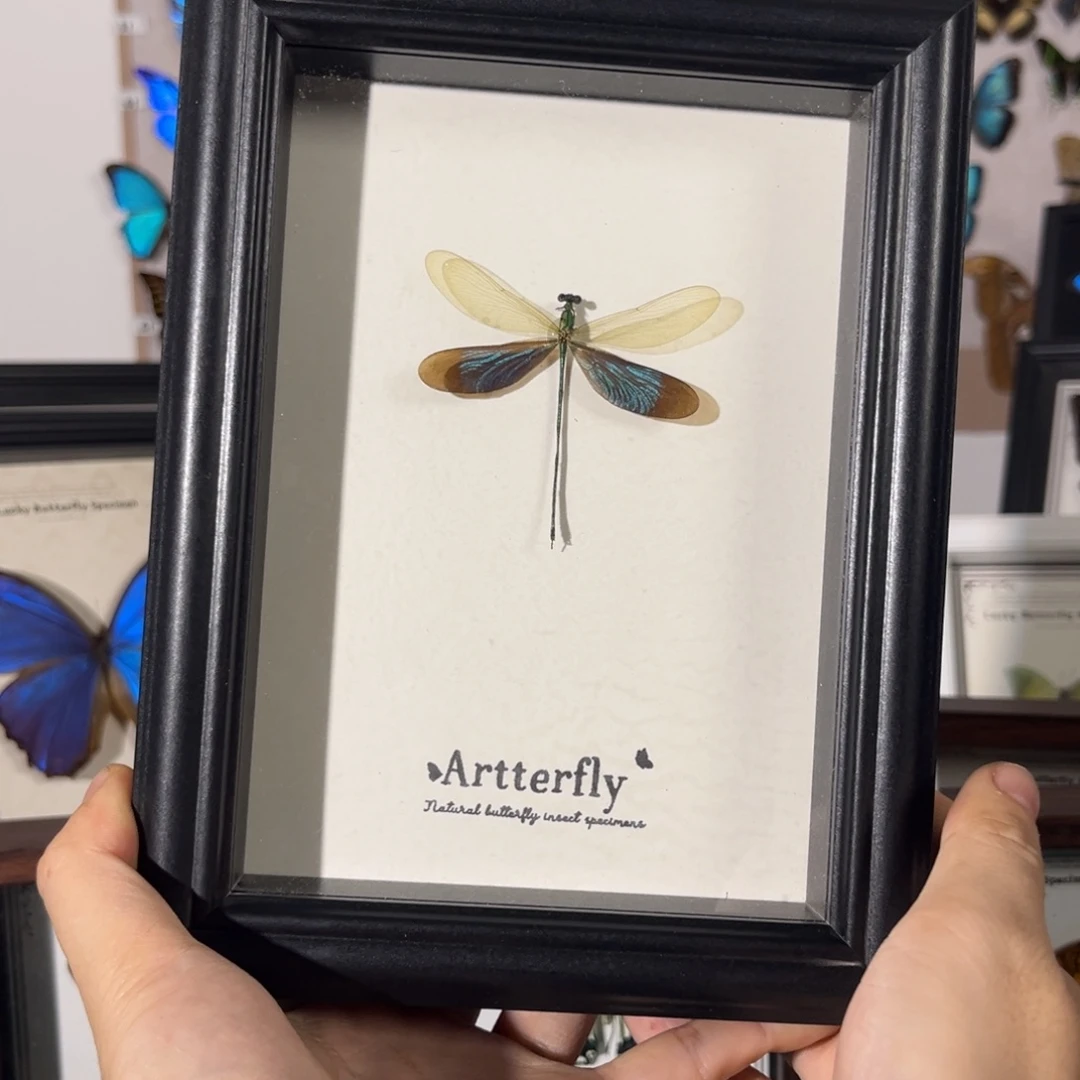 横款蜻蜓色葱7寸框