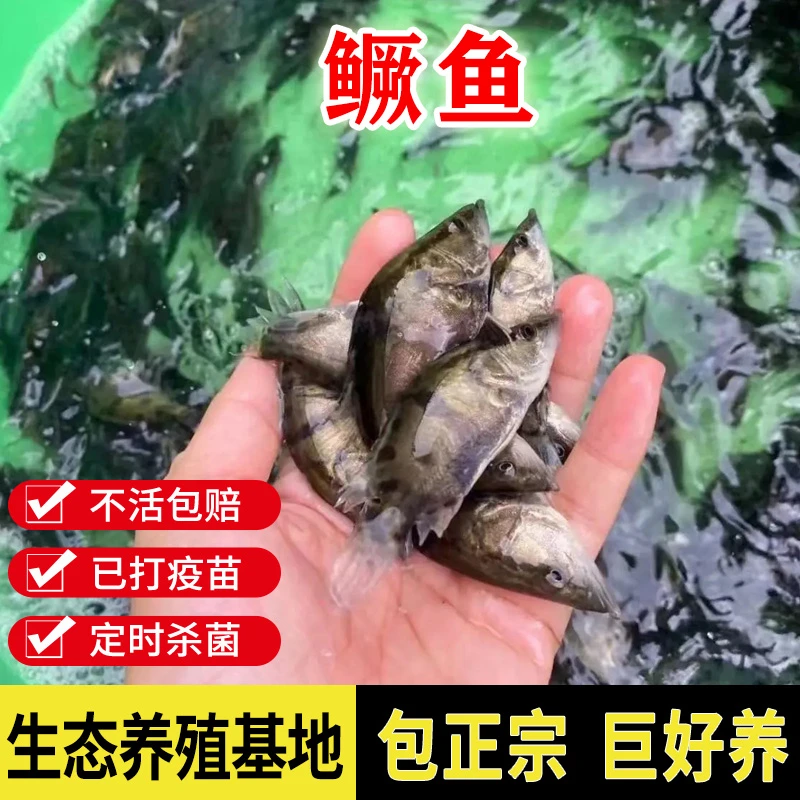 鳜鱼鱼仔鳜桂花鱼淡水鳜鱼翘嘴鳜大眼鳜斑鳜鱼