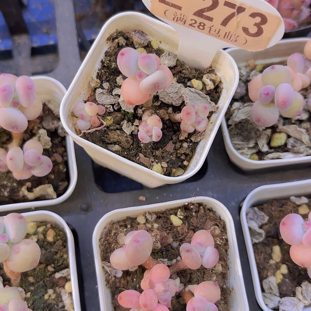 E273萤火虫一物一拍