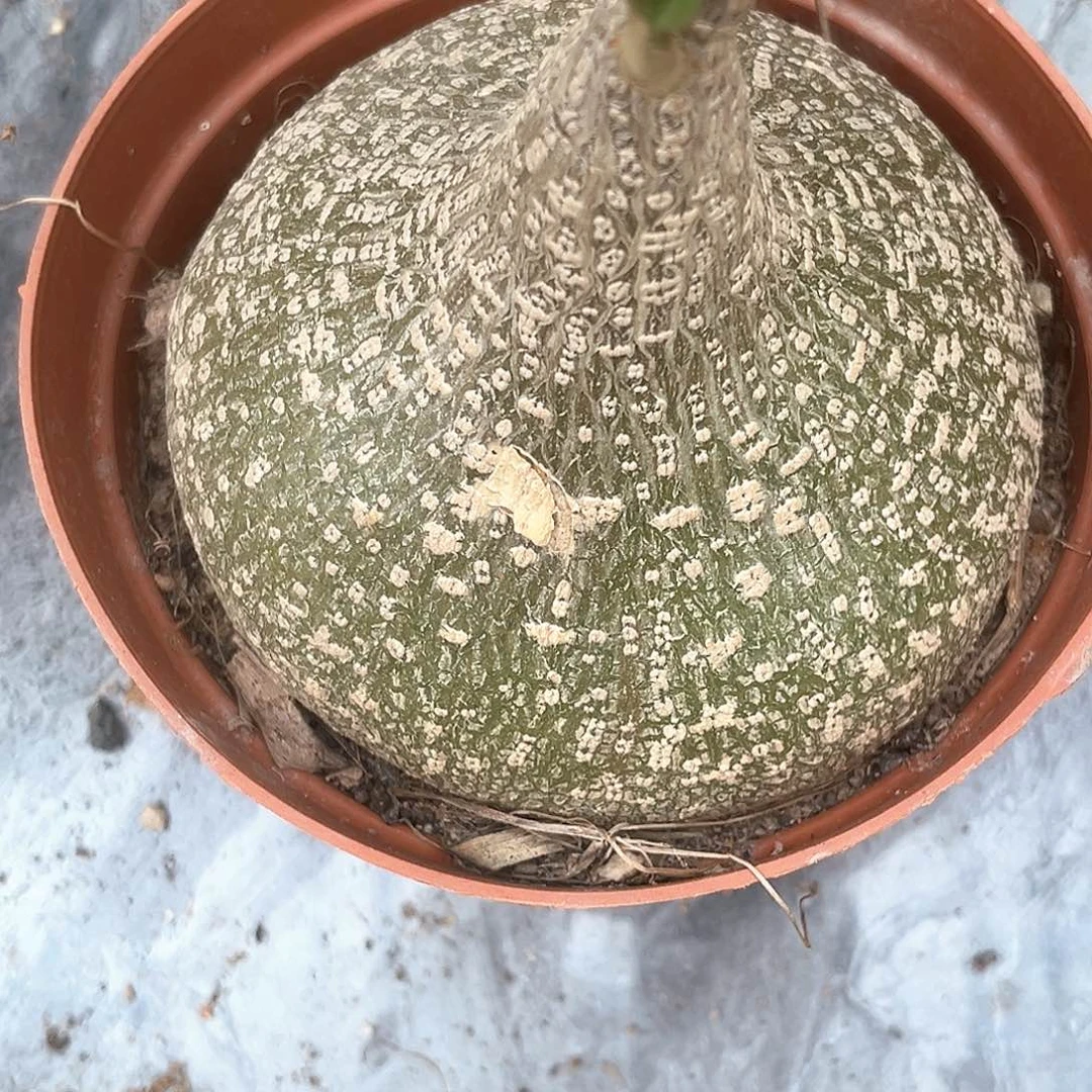 往****底潮流植物睡布袋