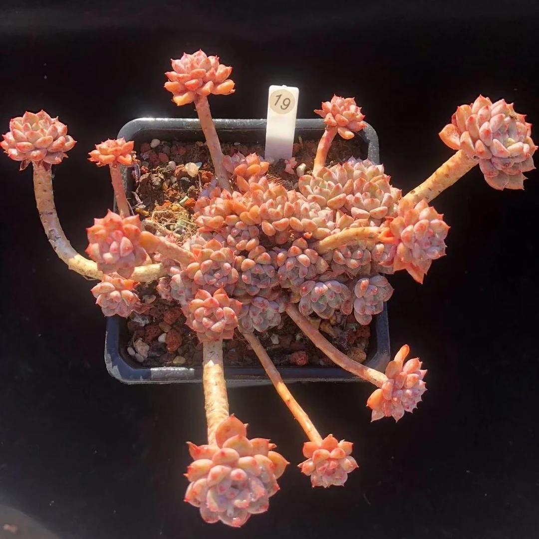 【粉布偶】脱土发货 云南维维多肉 新手好养 心花怒放晚上多肉植物