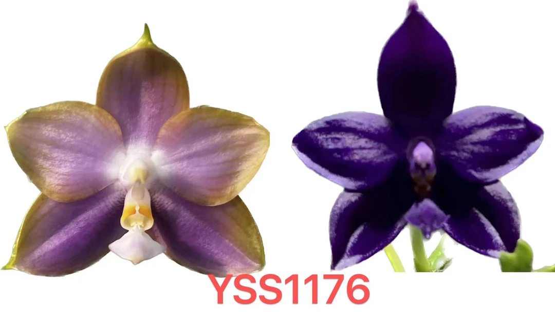 YSS1176反射龙交诺曼蓝珍 3寸 苗株 瑕疵