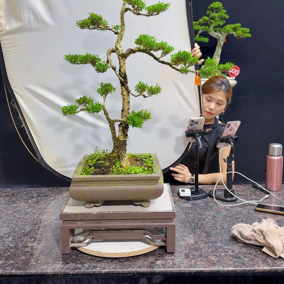 当前无花朵，栽培后可花朵