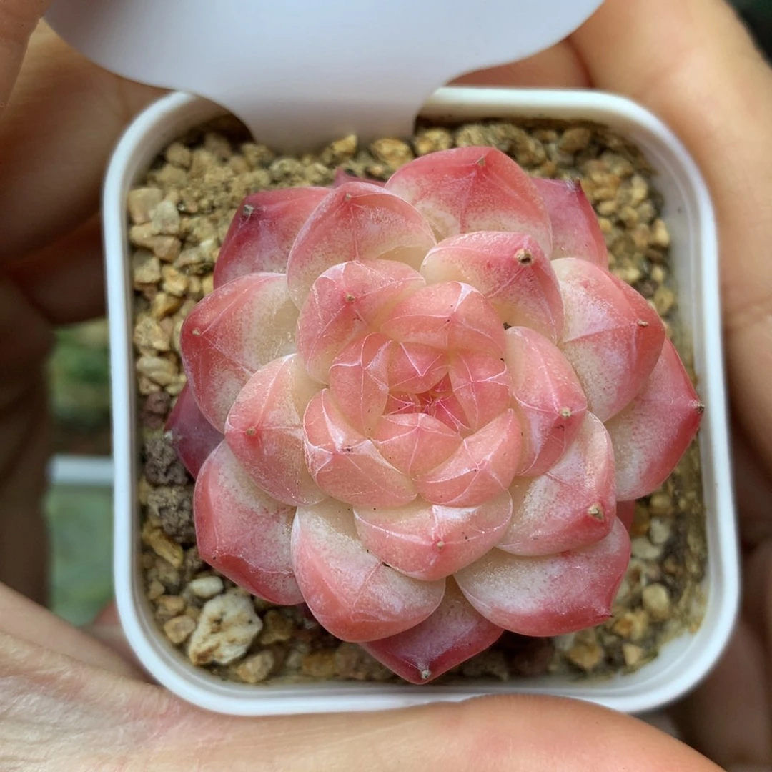 特价美心暗纹单头35