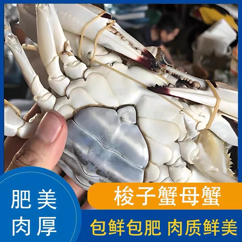 母蟹舟山国际水产城野生梭子蟹【冻蟹】约3斤6只4-6两/只肉母蟹新鲜速冻不建议整只蒸煮螃蟹梭子蟹同城