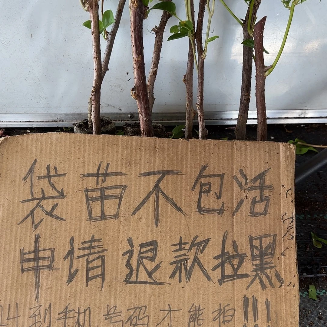 用***9当前无花栽培后可以开花袋苗盲盒8颗