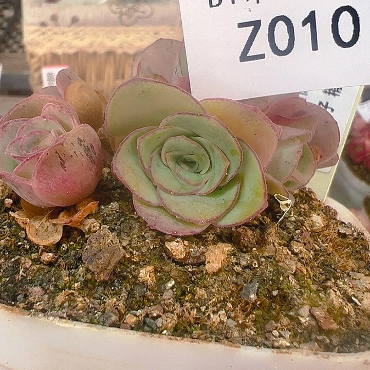 朱010。 4万玫红X各种 群