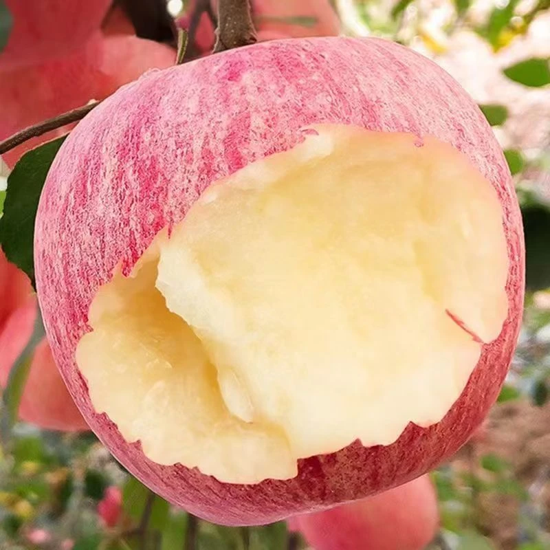 【山东红富士】山东烟台栖霞红富士苹果脆甜可口新鲜采摘发货净重H