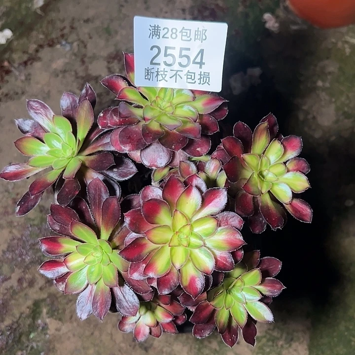 2554丛林魅力锦多肉植物