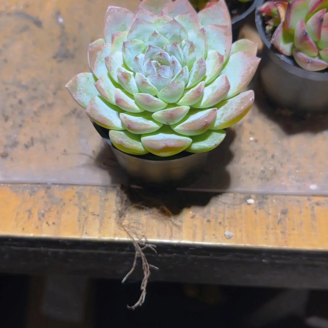 o****莲花新疆包邮新疆包邮