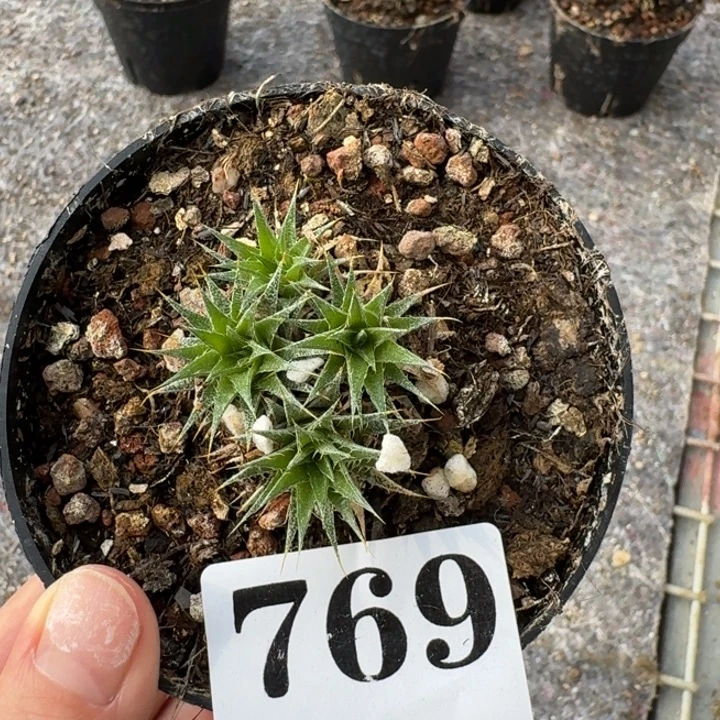 无***氏玻利维亚坨坨凤一物一拍多肉