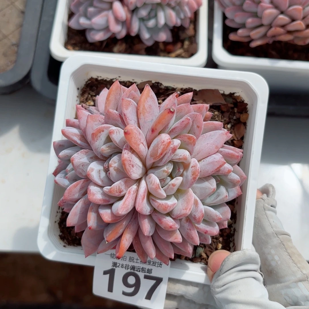 橙梦露缀化无盆土发货