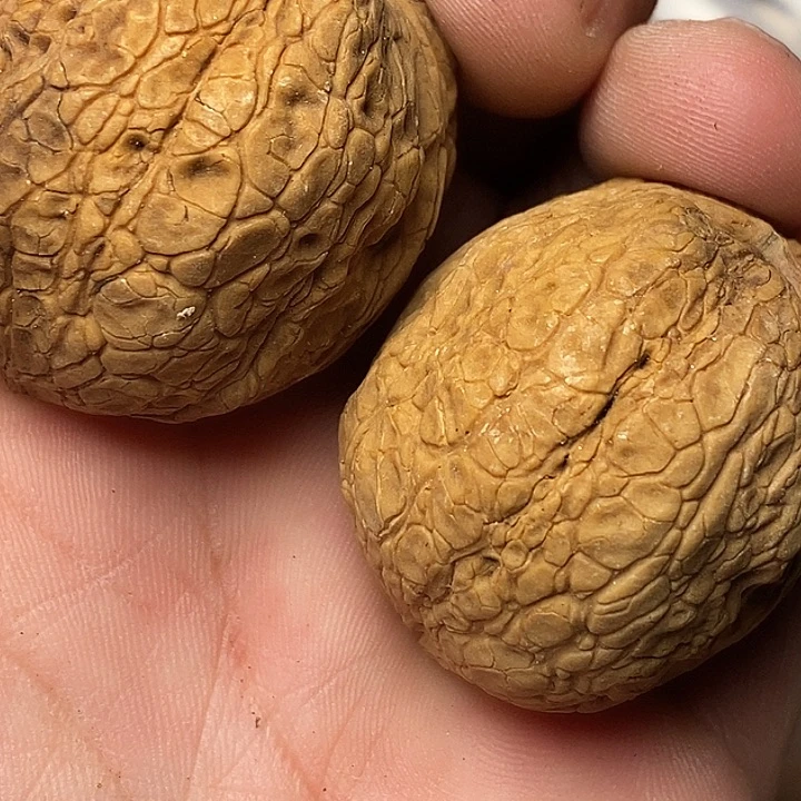 文玩核桃把件云南铁核桃37