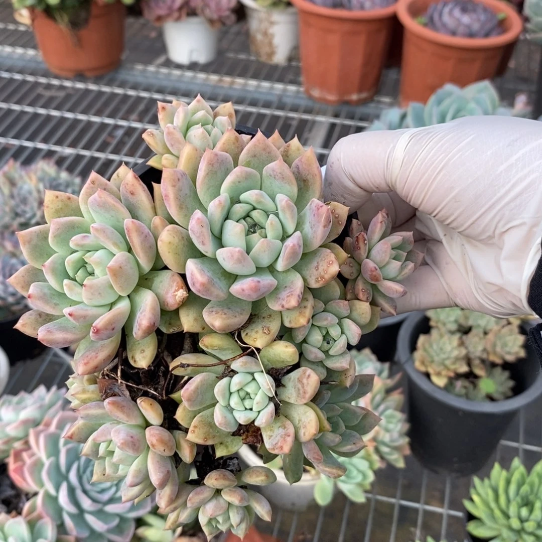 2110霜花一物一拍