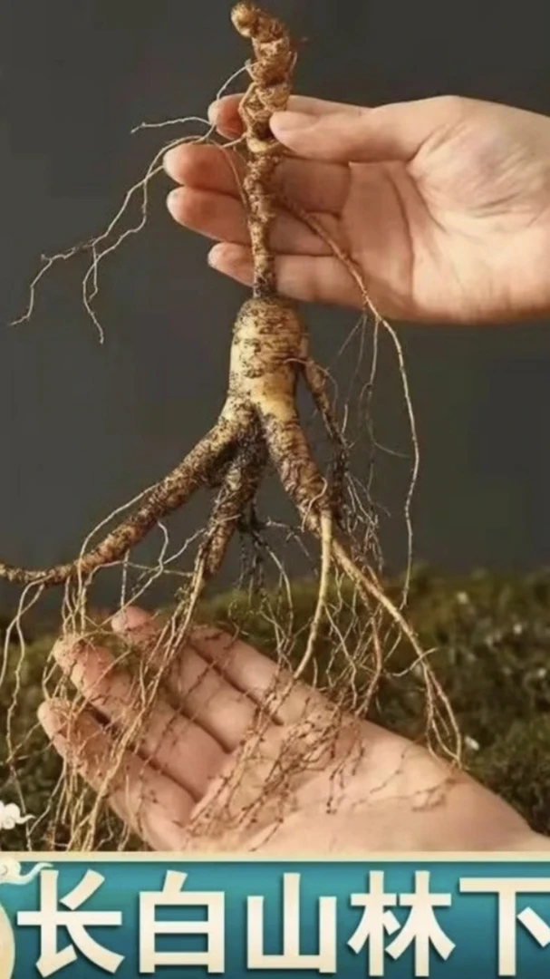 DUJI/渡己长白山鲜参林下参现挖现卖泡酒煲汤  （直播间实物为准）