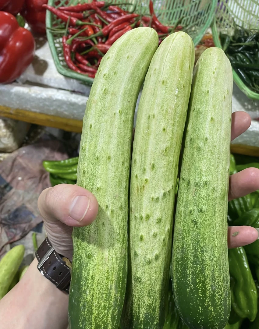 应季新鲜旱黄瓜老品种可拍可腌口感脆嫩