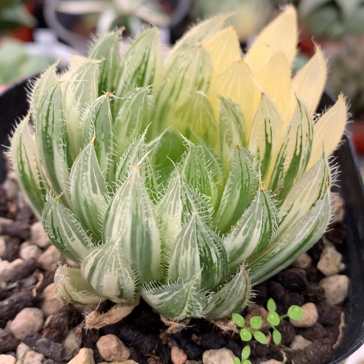 实生原始种玉露锦，带盆